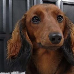 Stevie - Dachshund