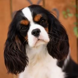 Zoie - Cavalier King Charles Spaniel