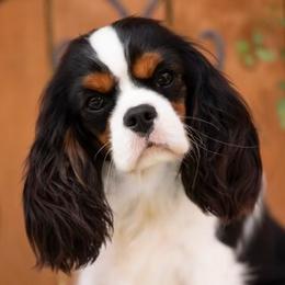 Zoie - Cavalier King Charles Spaniel