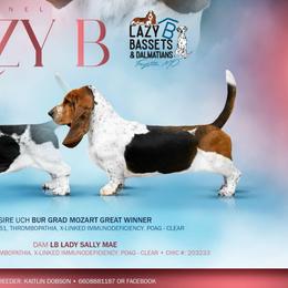 Sally - Basset Hound