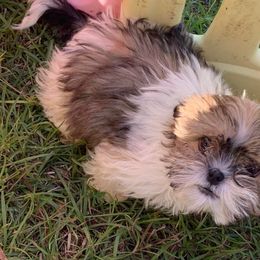 Shih Tzu Puppies from Fuller Shih Tzus