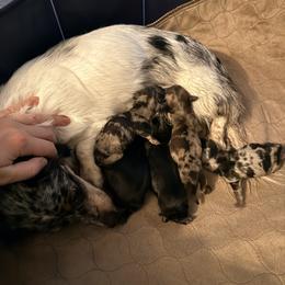 Brody - Red male Dachshund puppy in Nampa, Idaho from 208 Wiener Wiggle Butts LLC