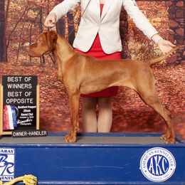 Vizsla puppies from Royal Vizslas