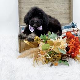 Girl 1 - female Bernedoodle puppy in Statesville, North Carolina from Doodle Babies