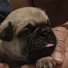 Purple Collar Girl - Fawn female Pug puppy in New Braunfels, Texas from Kex Pug Haus