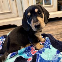 Blackbeard - Black and cream male Dachshund puppy in Merryville, Louisiana from Red Hill Dachsunds