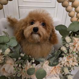 Lotus - Apricot male Poodle puppy in Washington from Mt.BakerPoodles&Doodles