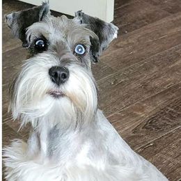 Miniature Schnauzers from Burnett Cove Kennels