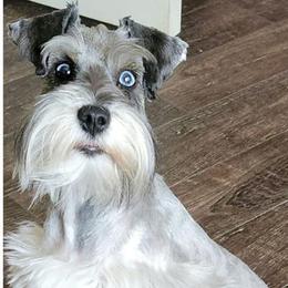 Miniature Schnauzers from Burnett Cove Kennels