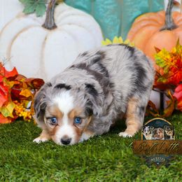 Lurch - Blue merle male Toy Australian Shepherd puppy in Granbury, Texas from Best Little Aussies