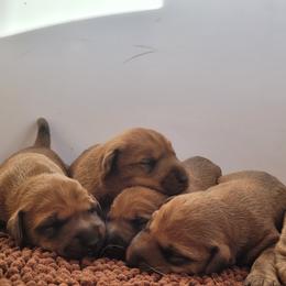 Irish Terriers and Jack Russell Terriers from Back Country Terriers
