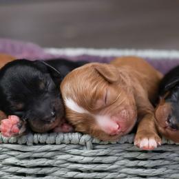 Cavapoo puppies from Blue Diamond Puppies
