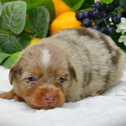 Cowboy - Red merle male Australian Shepherd puppy in Ranger, Texas from Outback Mini Aussies