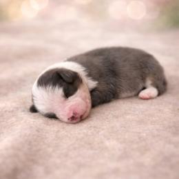 Dark Blue Merle Girl - Blue merle female Miniature Australian Shepherd puppy in Burkesville, Kentucky from Bline’s Awesome Aussies & Doxies at the Bline Family Farm