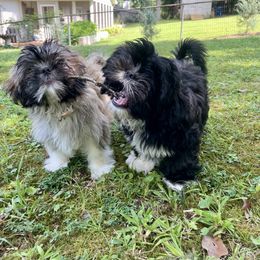 Shih Tzu Puppies from Precious to the world Shih Tzu’s