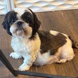 Berkeley - Shih Tzu