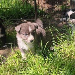 Blue-bell - Blue merle female Australian Shepherd puppy in Sultan, Washington from Van Huitt Australian Shepherds