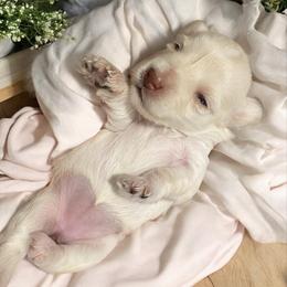 Red Collar Female - White female Miniature Schnauzer puppy in Sacramento, California from Hardcastle Family Schnauzer’s