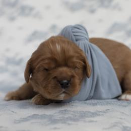 Brittany and Cavalier King Charles Spaniel Puppies from Katy Cavaliers & Barefoot Days Brittanys