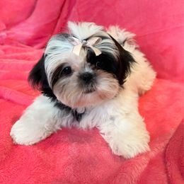 Poppy - Black and white female Shih Tzu puppy in California from Boodaboo Shih Tzu’s