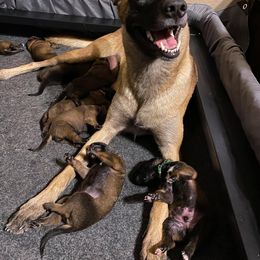 Belgian Malinois Puppies from Christina Potts Potts
