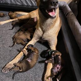 Belgian Malinois Puppies from Christina Potts Potts
