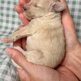 Luna - Cream female Poodle puppy in Cartersville, Georgia from Little Legacy Puppies