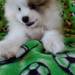 Companion Cross, Pomeranian, and Sheepadoodle Puppies from Fluffy Wonders Poms and Doodles