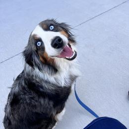 Paisley - Miniature Australian Shepherd