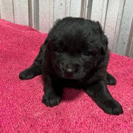 Wicked - Black female Australian Shepherd puppy in Whitwell, Tennessee from Owl Hollow Farm