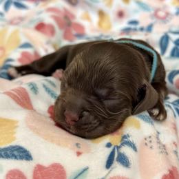 Carolina - Teal Blue - Brown white and tan female Cocker Spaniel puppy in Inman, South Carolina from Dees Cockers, LLC