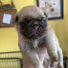 Red collar - Fawn female Pug puppy in Belmont, New Hampshire from Crazy Pugs Haven