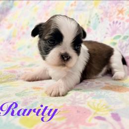 Rarity - Black gold and white female Shih Tzu puppy in Hemet, California from Aloha Shih Tzu