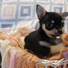 Chihuahua Puppies from Fine Whines & Lickers
