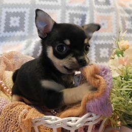 Chihuahua Puppies from Fine Whines & Lickers
