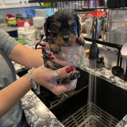 Cavalier King Charles Spaniel and Cavapoo Puppies from Texas Cavalier King Charles Spaniels Manard Enterprises