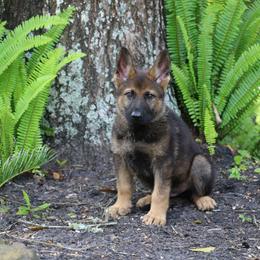 German Shepherd Puppies from Aus der Asche