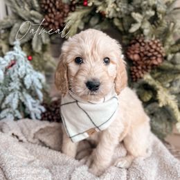 Oatmeal - Cream Goldendoodle puppy in Lagrange, Ohio from Sweet Magnolia Doodles and The Magnolia Golden Retrievers