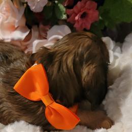 Dachshund Puppies from CLARK'S BREEDING PROGRAM
