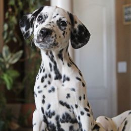 Girl 3 - White and black female Dalmatian puppy in Lake Mathews, California from Bully Market