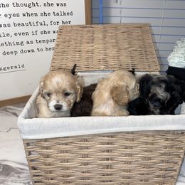 Cockapoo and Poodle Puppies from Nikol Nik