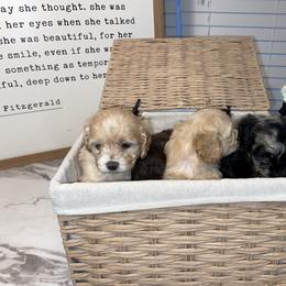 Cockapoo and Poodle Puppies from Nikol Nik