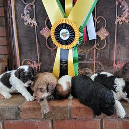 Aussiedoodle and Poodle Puppies from Waterford Doodle Farm