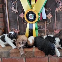 Aussiedoodle and Poodle Puppies from Waterford Doodle Farm