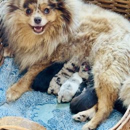 Chai ☕️ - Pomeranian