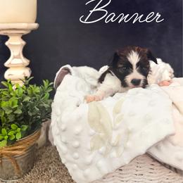Banner - White and sable male Papillon puppy in Coatesville, Indiana from Wendy’s Wings