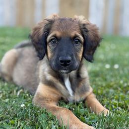 Lainey - Unfurnished Coat - female Australian Mountain Doodle puppy in Pittsburgh, Pennsylvania from WestPenn Doodles LLC