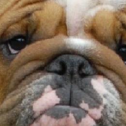 Bulldogs from englishbulldogsOK!