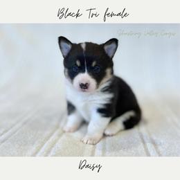 Daisy - Black and tan female American Corgi puppy in Onalaska, Washington from Shoestring Valley Corgis