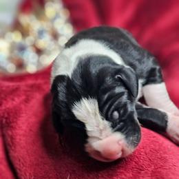 Prince Louis - Mantle male Great Dane puppy in Brookings, South Dakota from Debonair Danes